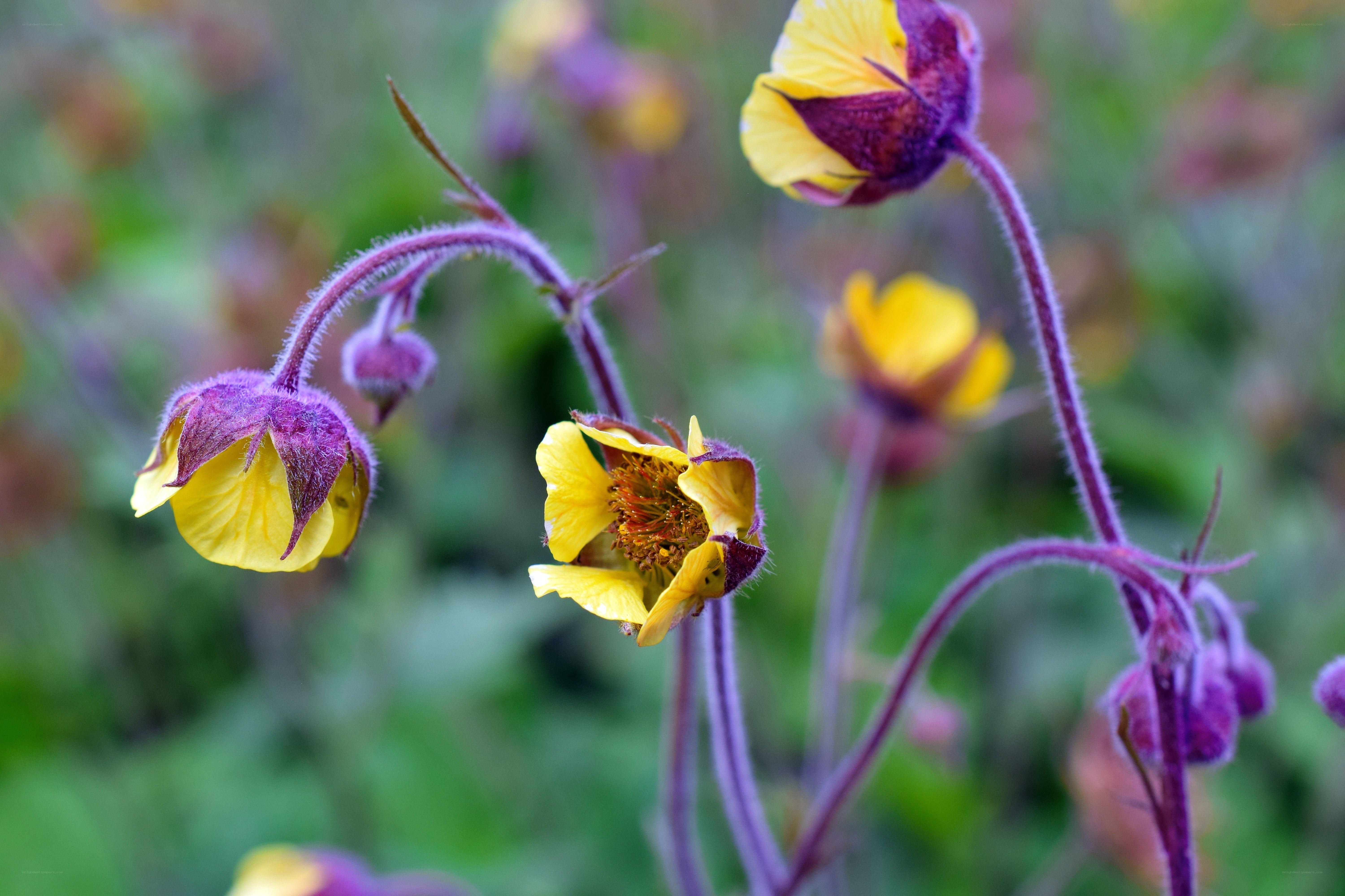 Yellow and purple wildflowers