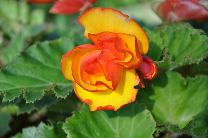 Yellow and Red Begonia Flower