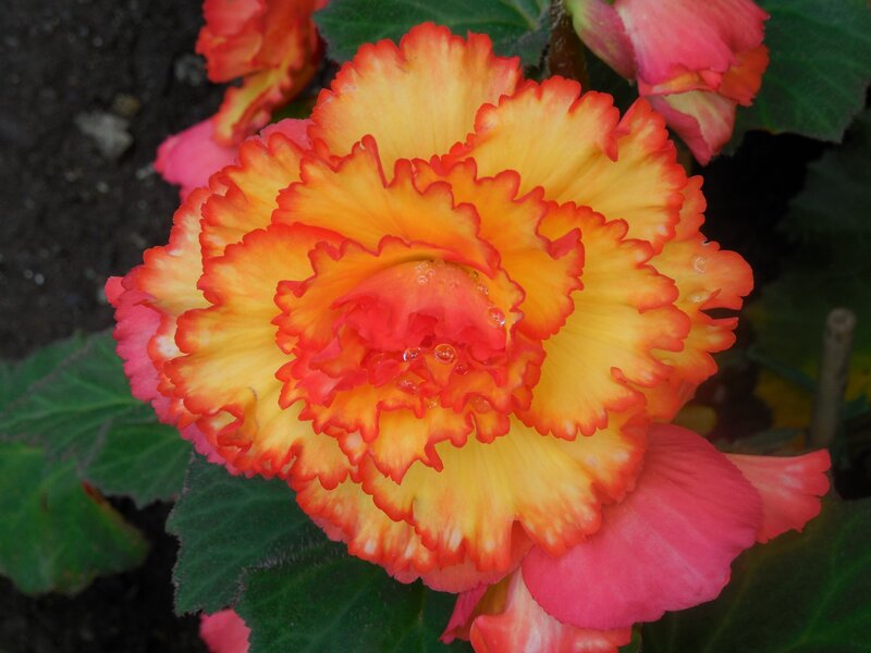 Yellow and Red Begonia Flower — Vibrant