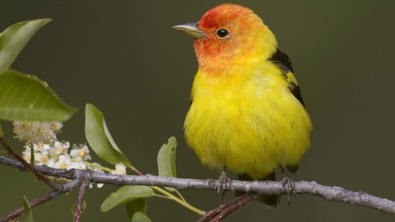 Yellow and Red Bird — Calm, Spring