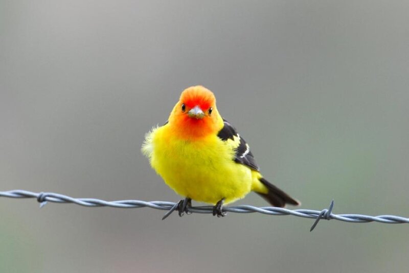 Yellow and Red Bird — Calm
