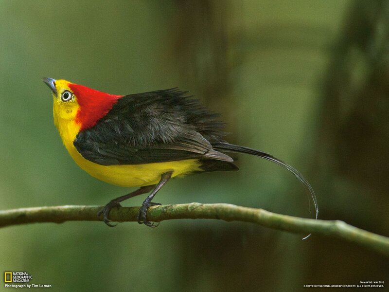 Yellow and Red Bird — Natural