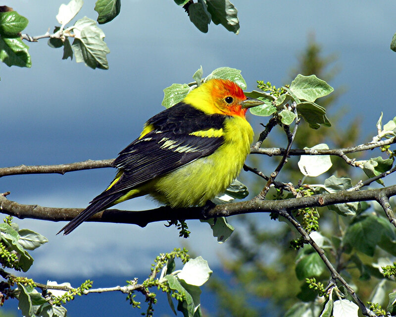 Yellow and Red Bird