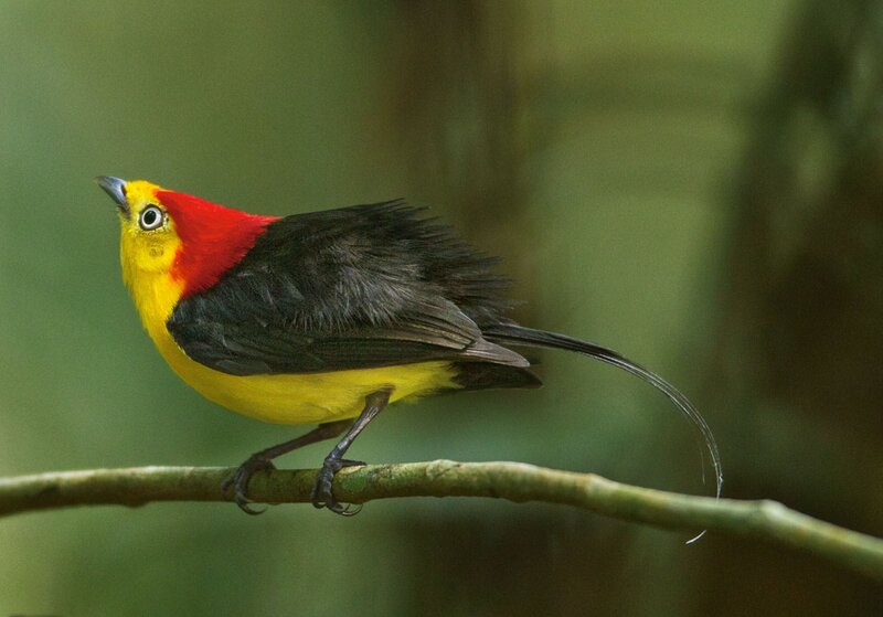Yellow-and-red Bird — Yellow