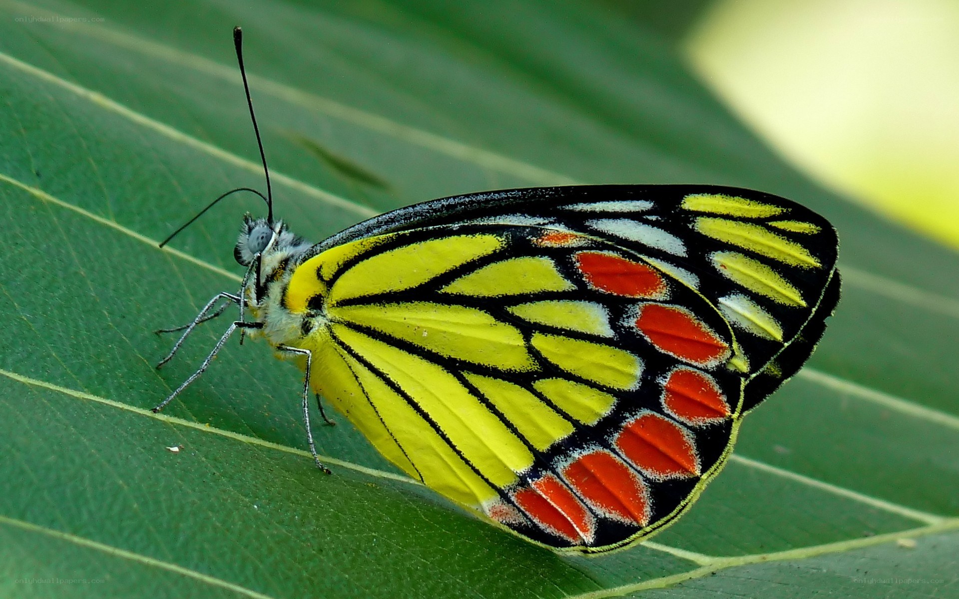 Yellow and red butterfly on leaf