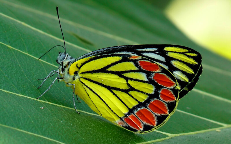 Yellow and Red Butterfly