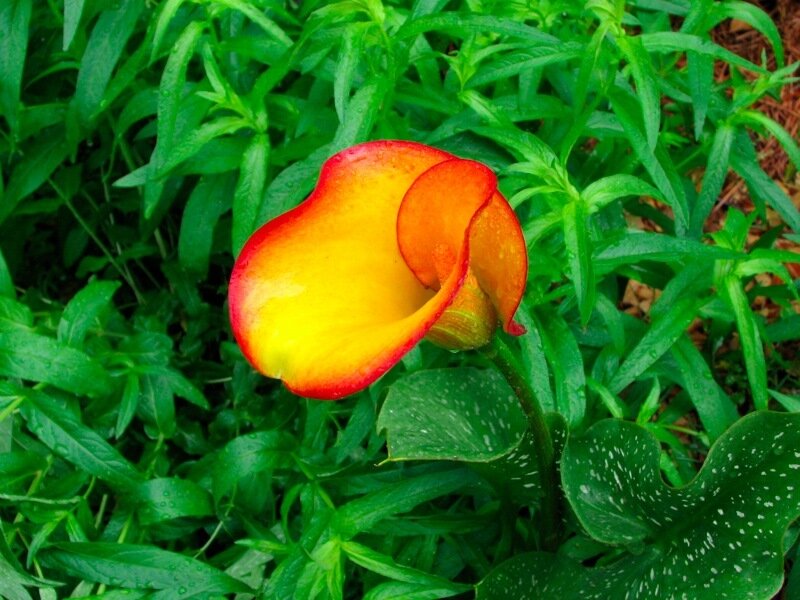 Yellow and Red Calla Lily — Natural