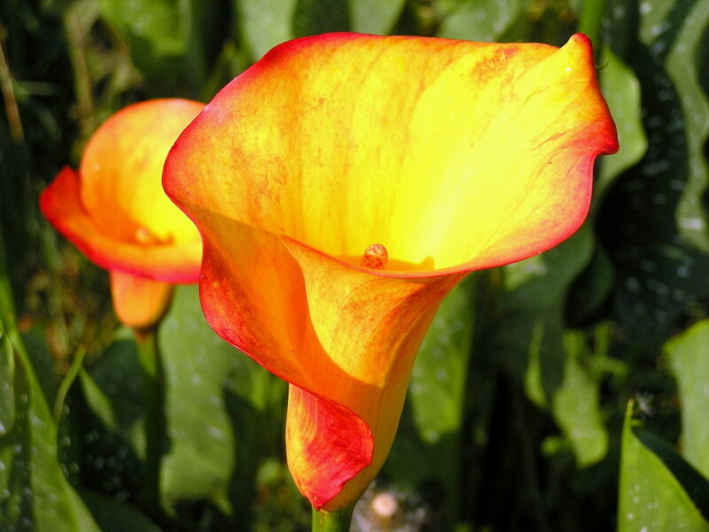 Yellow and Red Calla Lily