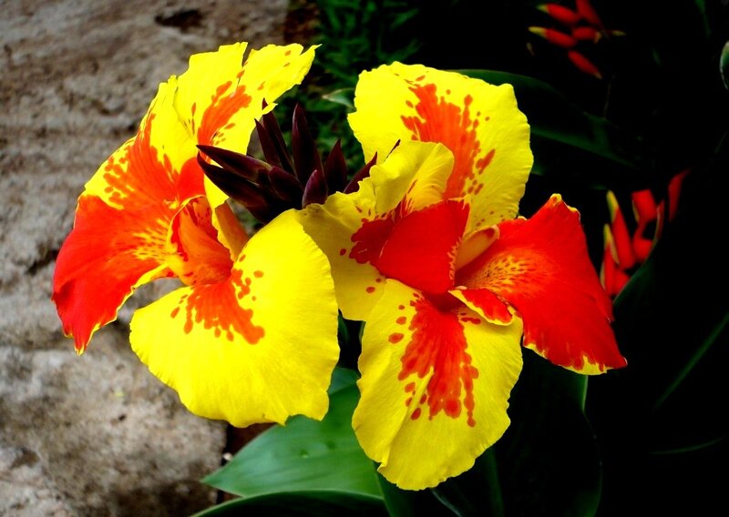 Yellow and Red Canna Lilies