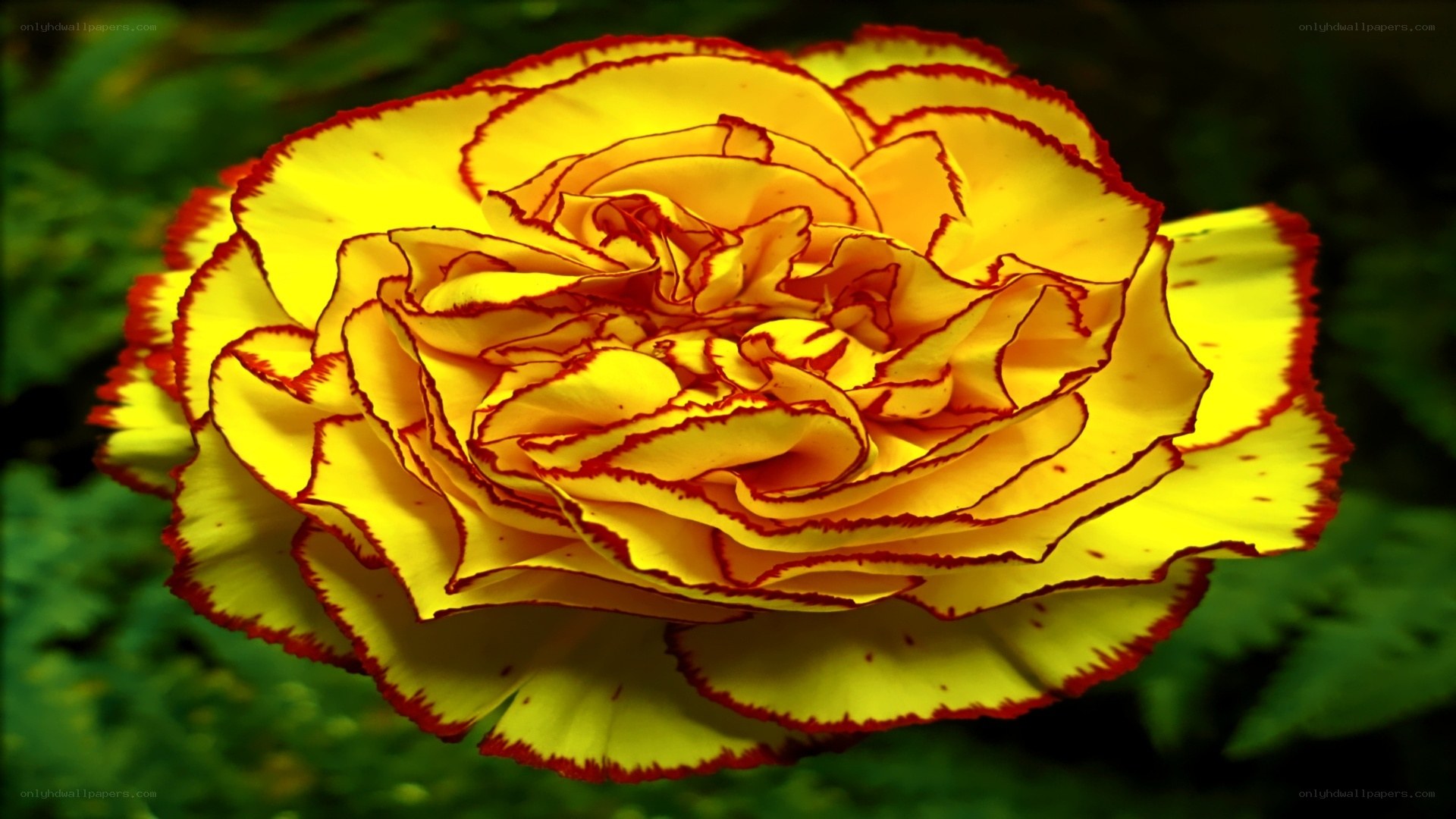 yellow and red carnation flower