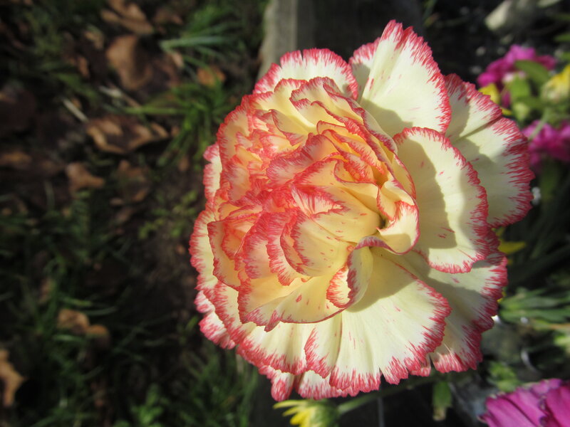 Yellow and Red Carnation