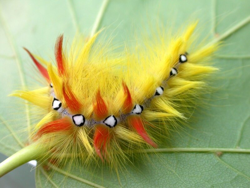 Yellow and Red Caterpillar — Natural