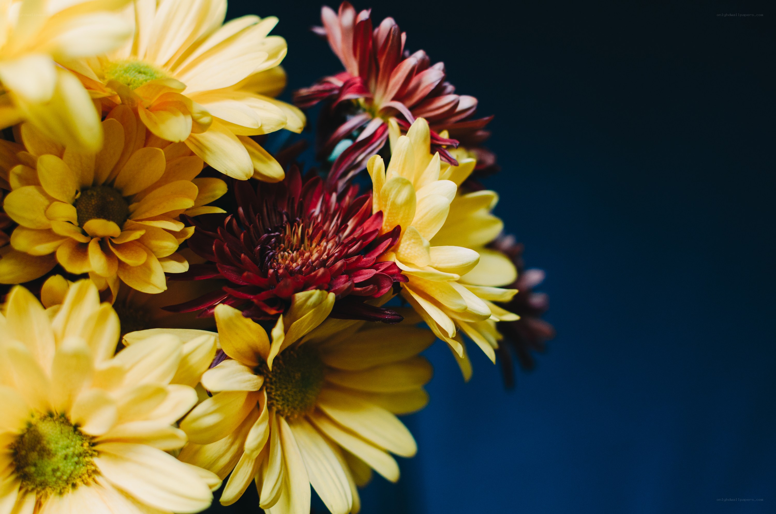 Yellow and red chrysanthemums