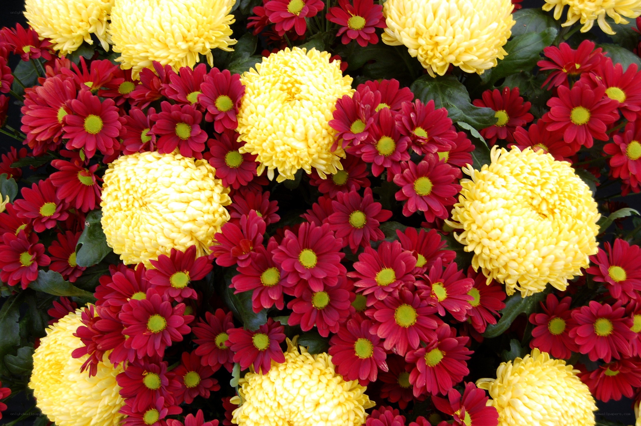 Yellow and red chrysanthemums