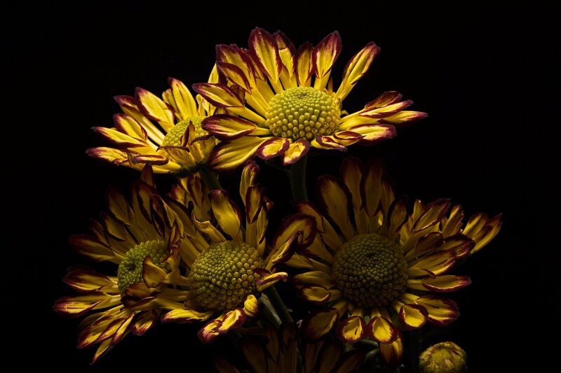 Yellow and Red Chrysanthemums — Dramatic, Photograph, Flowers