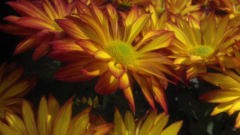 Yellow and Red Chrysanthemums — Dramatic