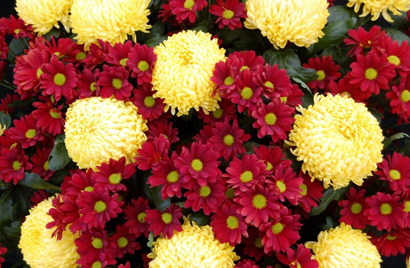 Yellow and red chrysanthemums