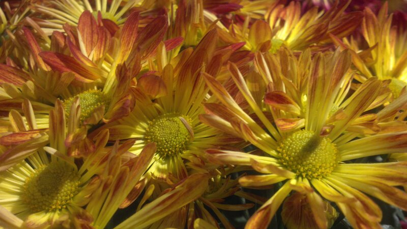 Yellow and Red Chrysanthemums — Vibrant, Afternoon