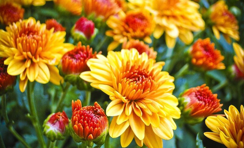 Yellow and Red Chrysanthemums — Vibrant, Autumn