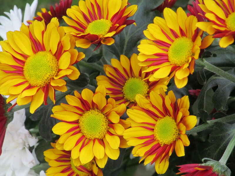 Yellow and Red Chrysanthemums — Vibrant, Photograph