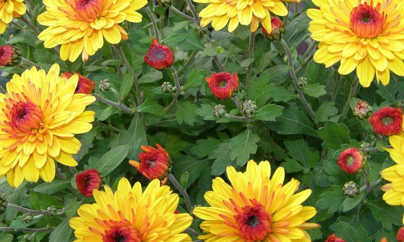 Yellow and Red Chrysanthemums — Vibrant, Summer