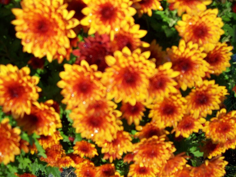 Yellow and Red Chrysanthemums — Vibrant