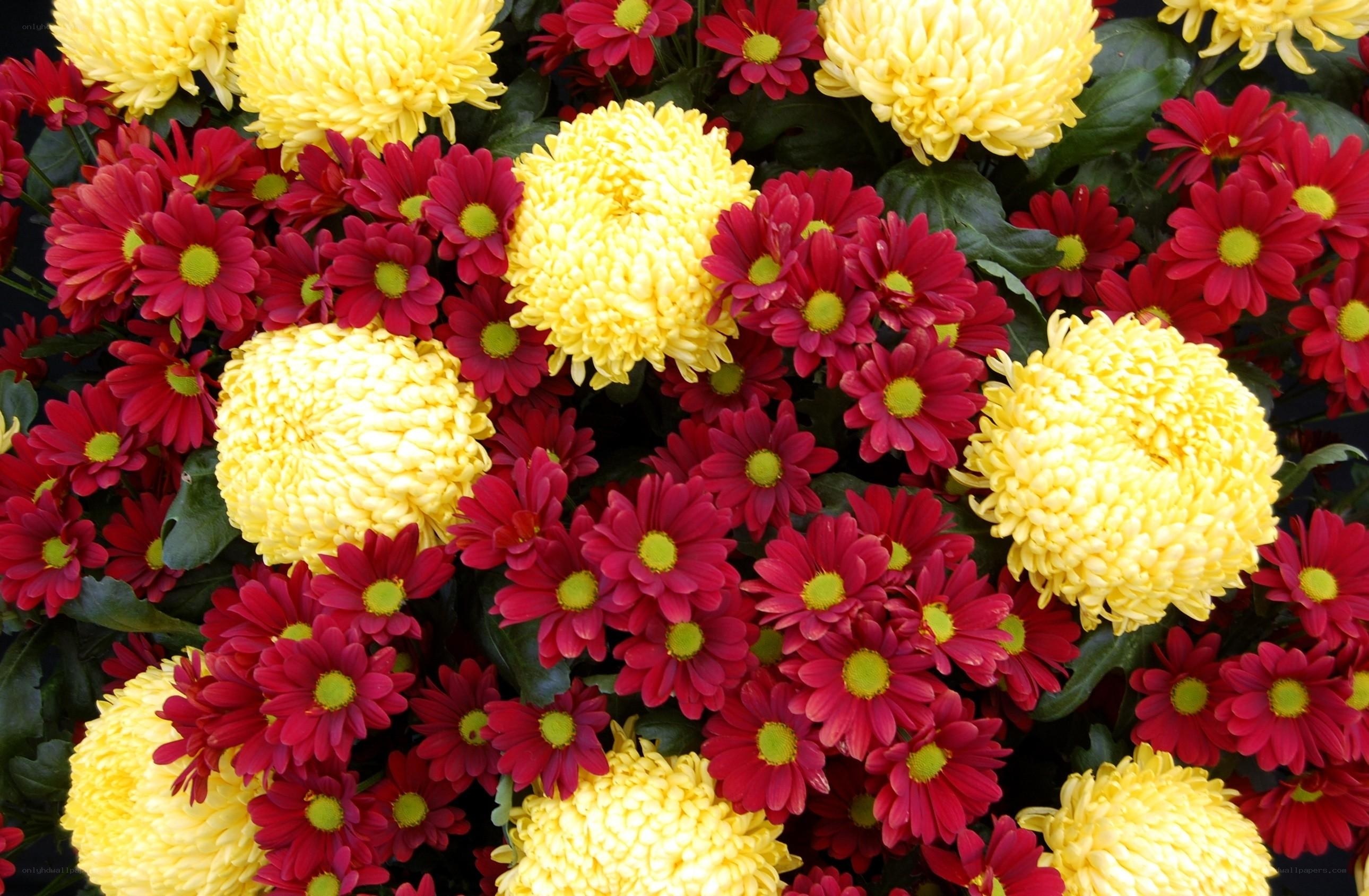 Yellow and red chrysanthemums