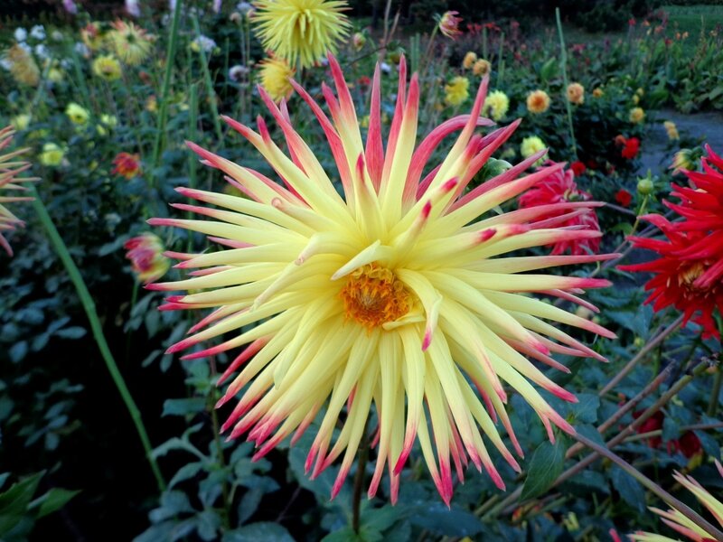 Yellow and Red Dahlia — Calm