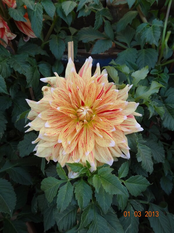 yellow and red dahlia flower