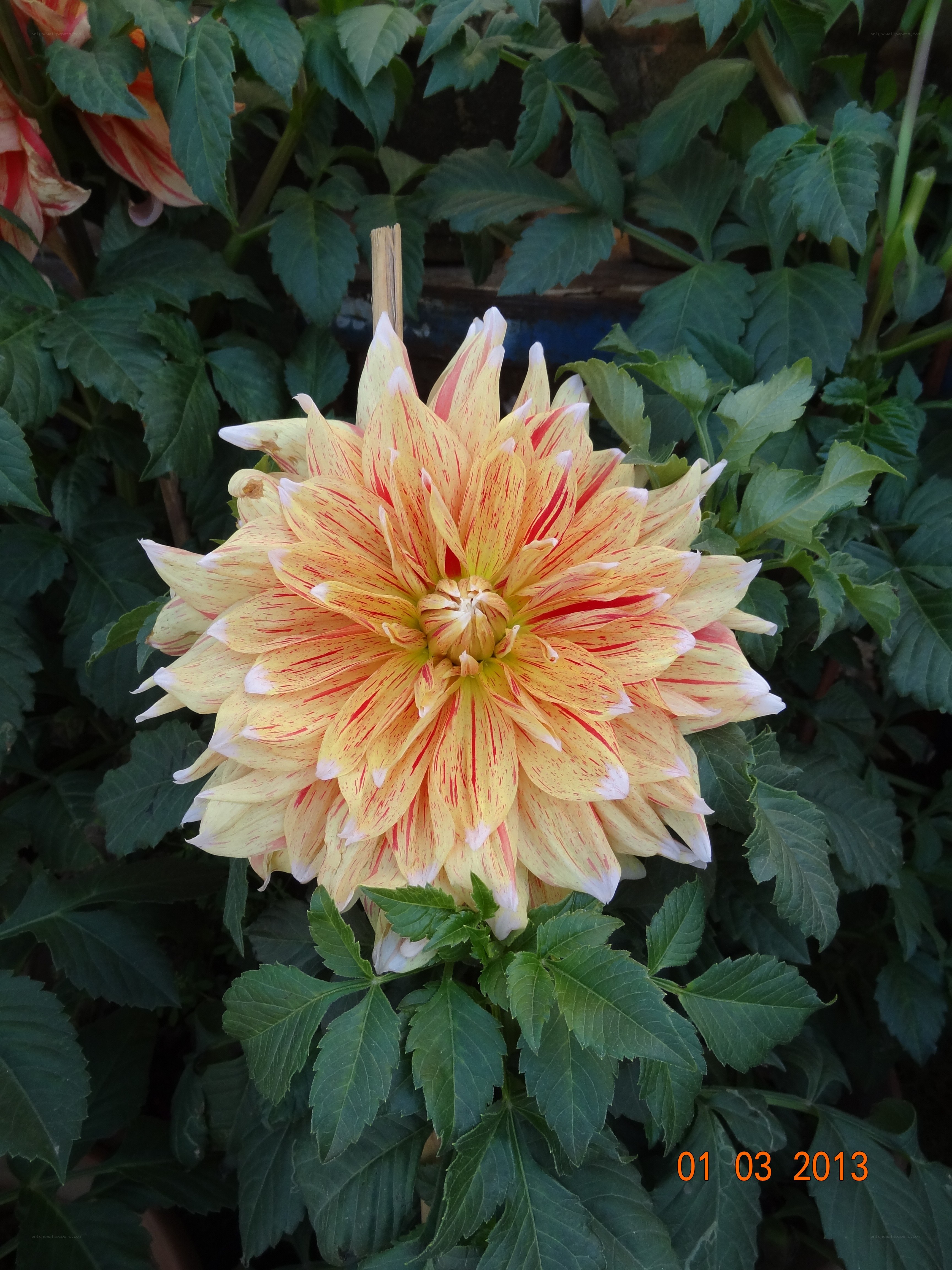 yellow and red dahlia flower