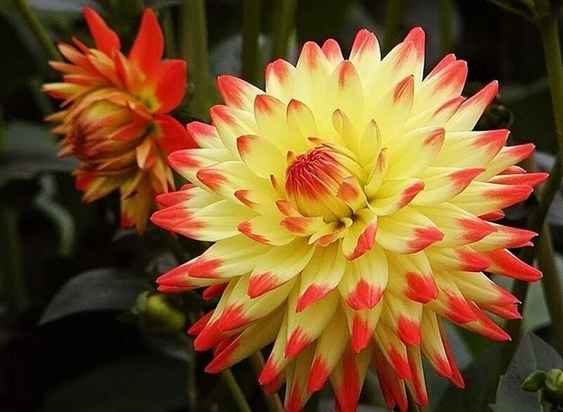 Yellow and Red Dahlia Flower — Calm