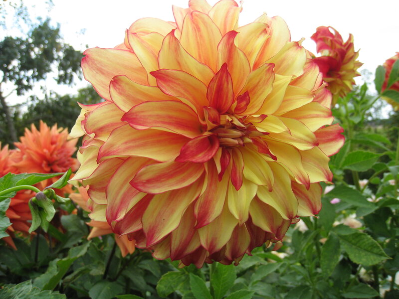 Yellow and Red Dahlia Flower — Natural