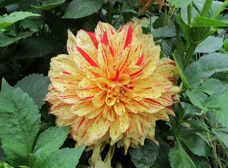 yellow and red dahlia flower