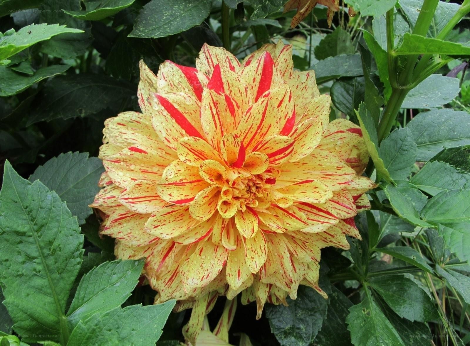 yellow and red dahlia flower