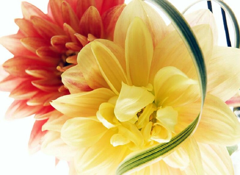 Yellow and Red Dahlia Flowers — Calm