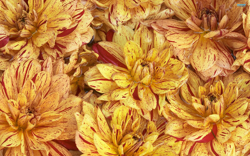 Yellow and Red Dahlia Flowers — Vibrant