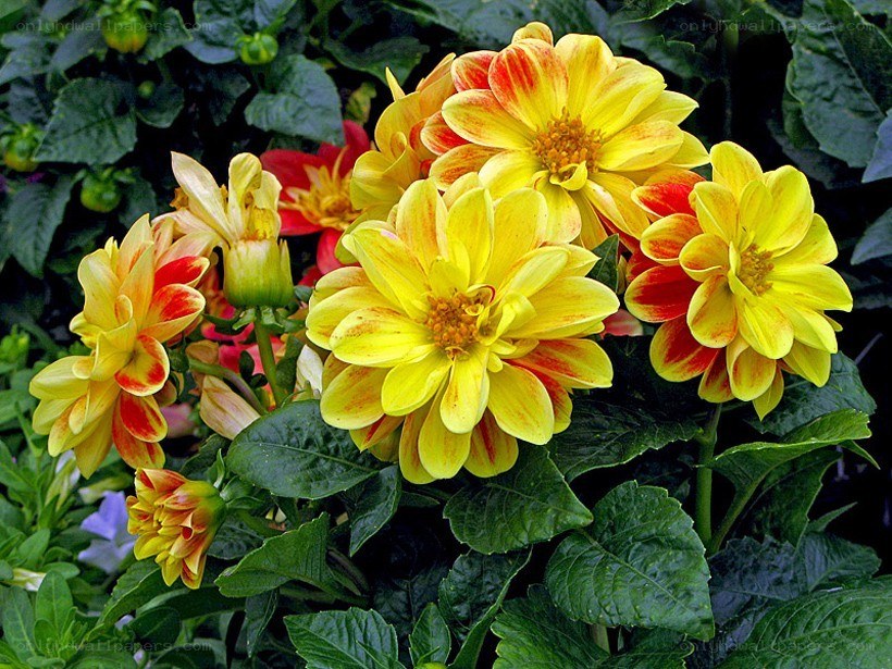 Yellow and red dahlia flowers