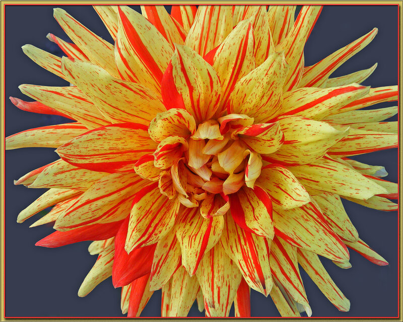 Yellow and Red Dahlia