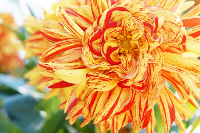 Yellow and Red Dahlia — Vibrant