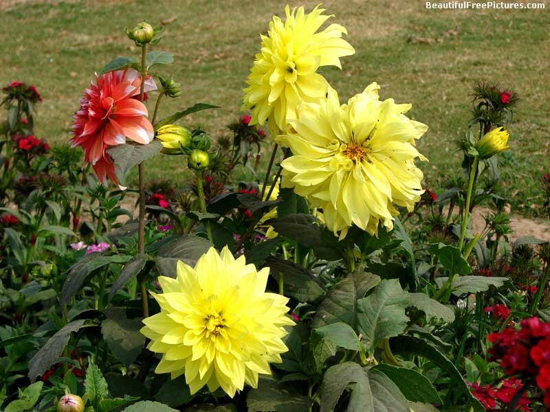 Yellow and Red Dahlias