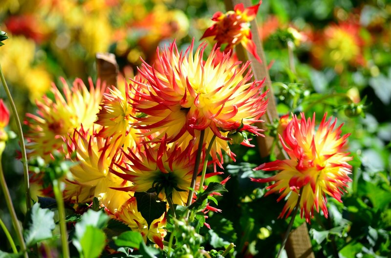 Yellow and Red Dahlias — Vibrant, Afternoon