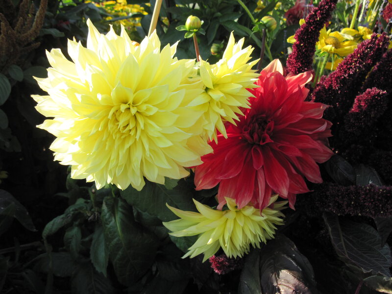Yellow and Red Dahlias — Vibrant