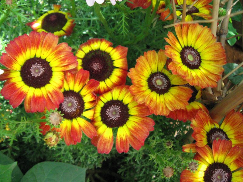 Yellow and Red Daisies
