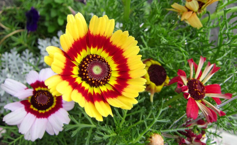 Yellow and Red Daisy Flowers