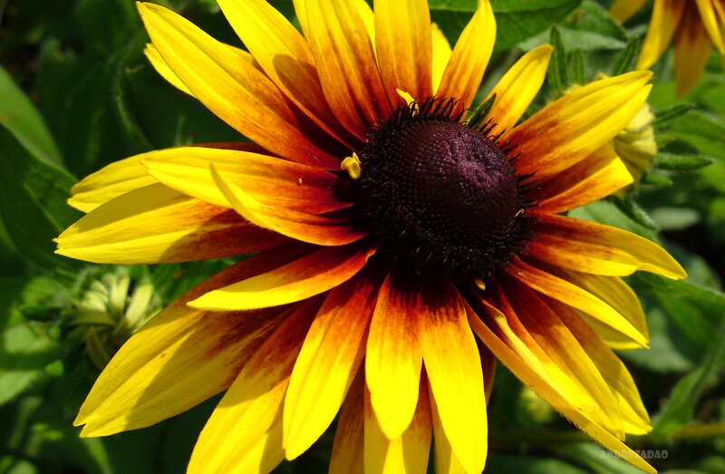 yellow and red flower
