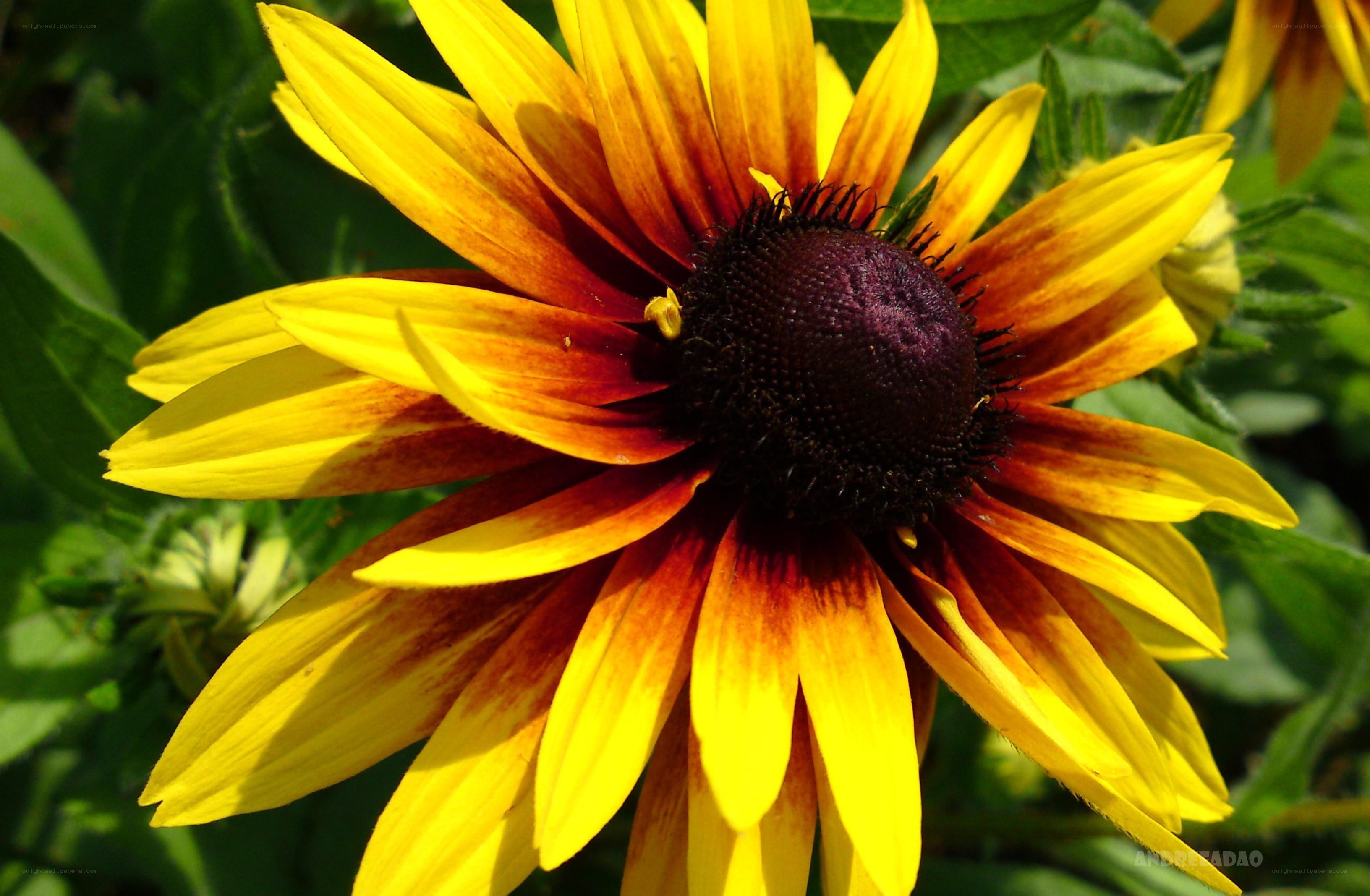 yellow and red flower