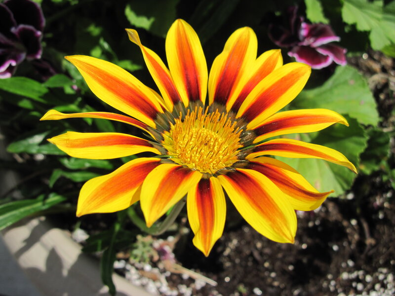 Yellow and Red Flower — Bright, Afternoon, Photograph
