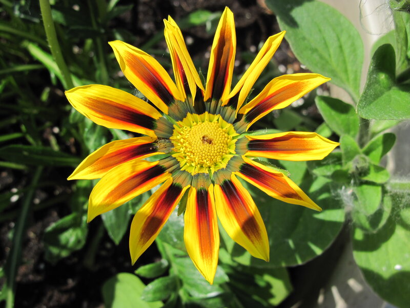 Yellow and Red Flower — Bright, Afternoon
