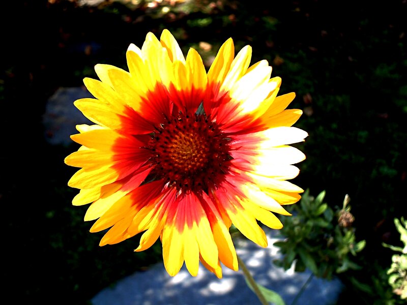 Yellow and Red Flower — Bright