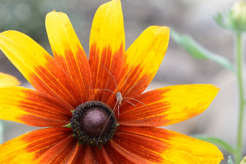 Yellow and Red Flower — Calm, Afternoon, Photograph, Insect